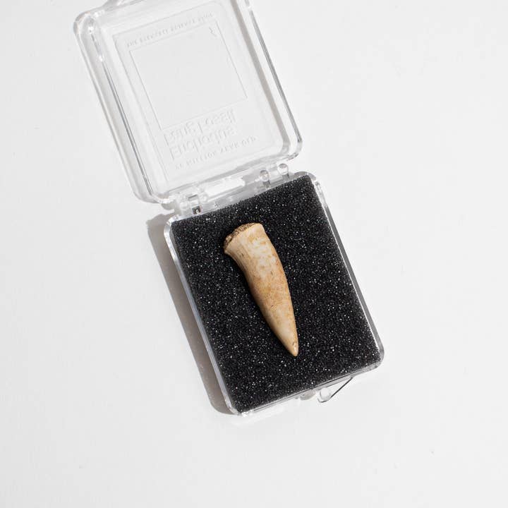 Stemcell Science Shop - Wholesale Decorative Tabletop Object - Enchodus Fang