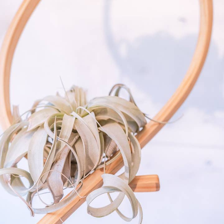 Horsemen Co. - Wholesale Hanging Planter - Sail Wood Plant Hanger, Hanging Planter Indoor, Indoor Hanging Planter, Air Plant Holder1