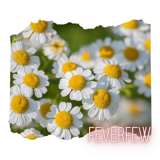 Simply Honest Co. - Wholesale Herbs - Feverfew Powder