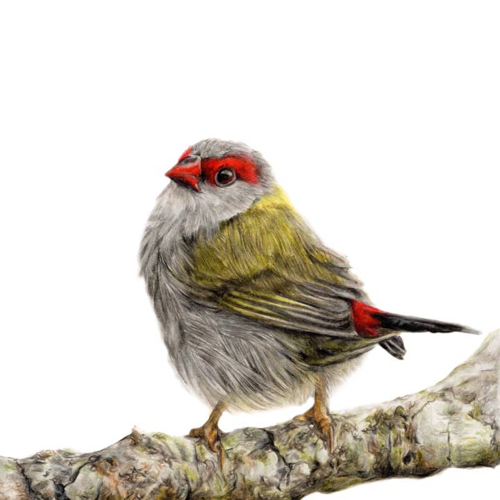 Jenna Chartrand Coloured Pencil Fine Artist - Wholesale Art print - "Crimson" Red Browed Finch Backyard Bird Fine Art Print