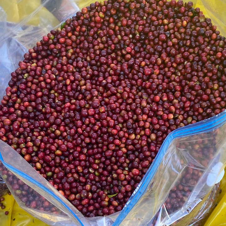 Oak and Bond Coffee Co. - Wholesale Coffee Beans - Ethiopia Gera Estate Gr.1 Anaerobic