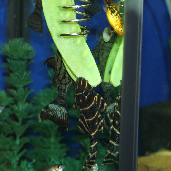 The Pleco Feeder - Wholesale Pet Food - Not Cat/Dog - The Pleco Feeder - CUSTOMER FAVORITE fish/aquarium/pet shops9