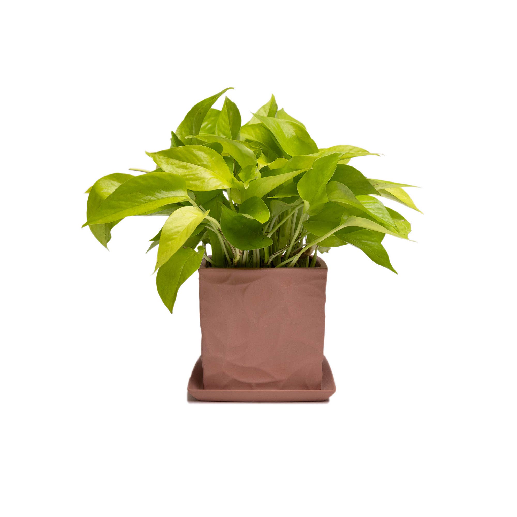 Chive - Wholesale Plant Pot - Handmade Ceramic Virago Pots | Artisan Plant Planters30