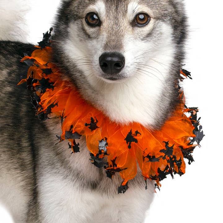Midlee Witch Halloween Decorative Dog Collar for wholesale by Midlee Designs