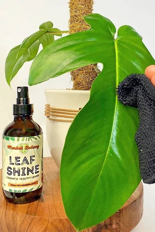 Market Botany - Wholesale Fertilizer - Leaf Shine - Gentle Foliage Cleanser for Houseplants2