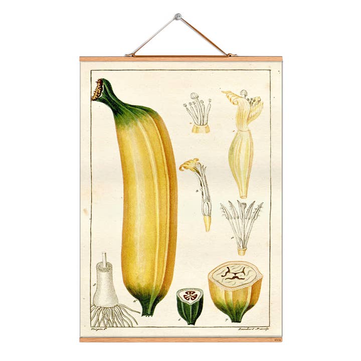 Scroll picture illustration # 100/Plants/dessert banana for wholesale by Eicie
