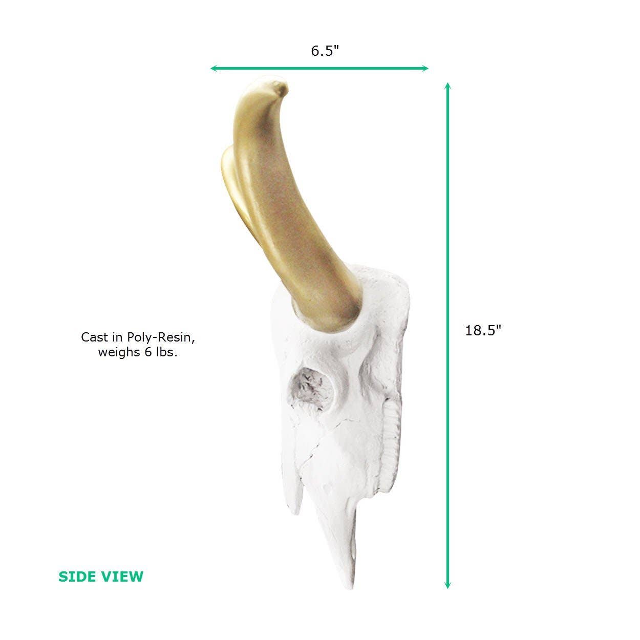 The Austin Large White + Gold Longhorn Cow Skull for wholesale on Faire1