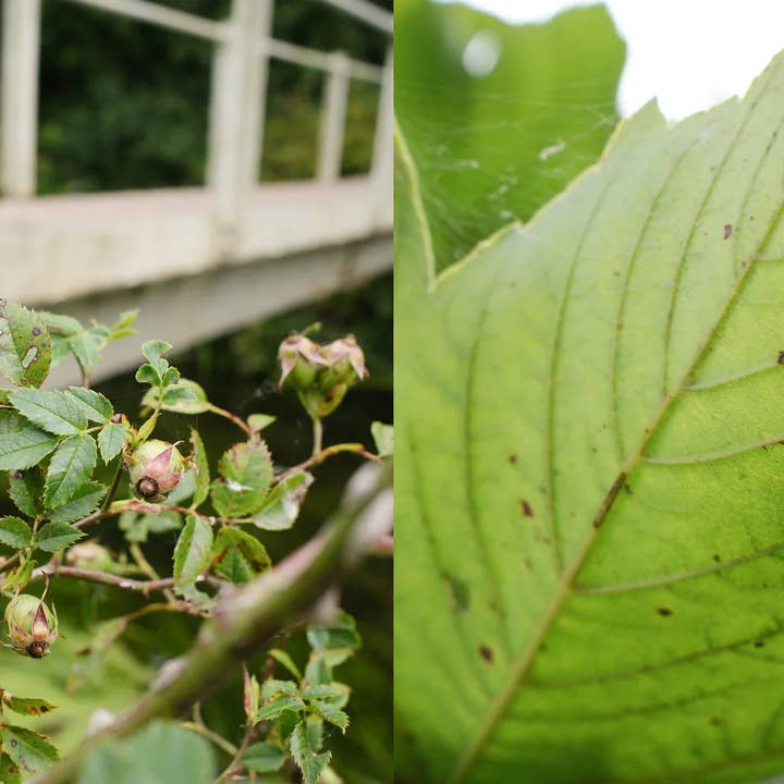 Pelegrims – wholesale Jar/filled candle – Summer Exploration Candle4