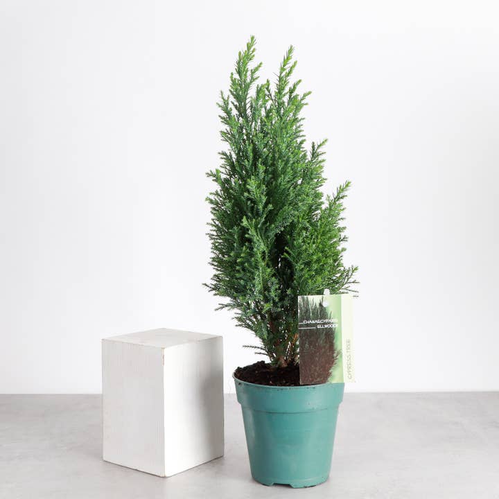 Thorsen's Greenhouse - Wholesale Live Plant - Cypress Tree - 4" Live Plant