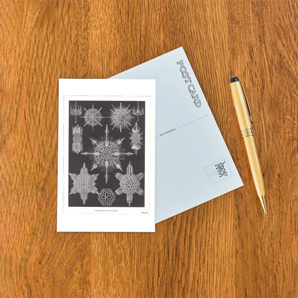 Found Image Press - Wholesale Postcard - Postcard SE-143 Acanthophracta. Wunderstrahlige1