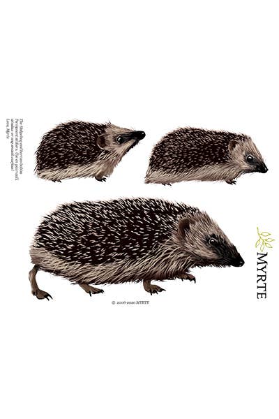 MYRTE – Großhandel Wandtattoo/-sticker – Igel Wandtattoo mit 3 Illustrationen von MYRTE3