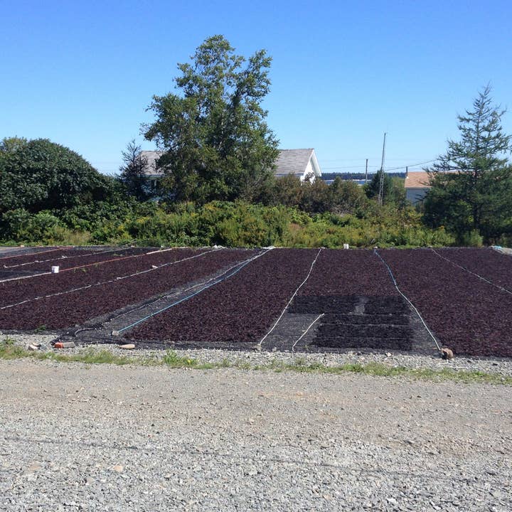 Aqua Veggies (Canada Shop) - Wholesale Dried/Dehydrated Vegetables - Organic Whole Leaf Dulse 5