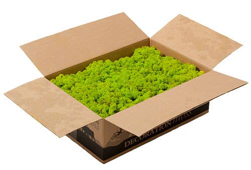 Dutch Flower Lady - Wholesale Dried/Pressed Flowers - Preserved Reindeer Moss 6 choose from colors2