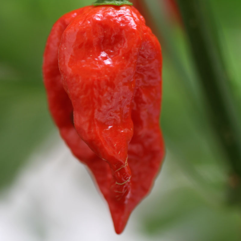 Ashley Food - Wholesale Hot Sauce - Mad Dog 357 Reaper Sriracha Sauce 12/5oz3