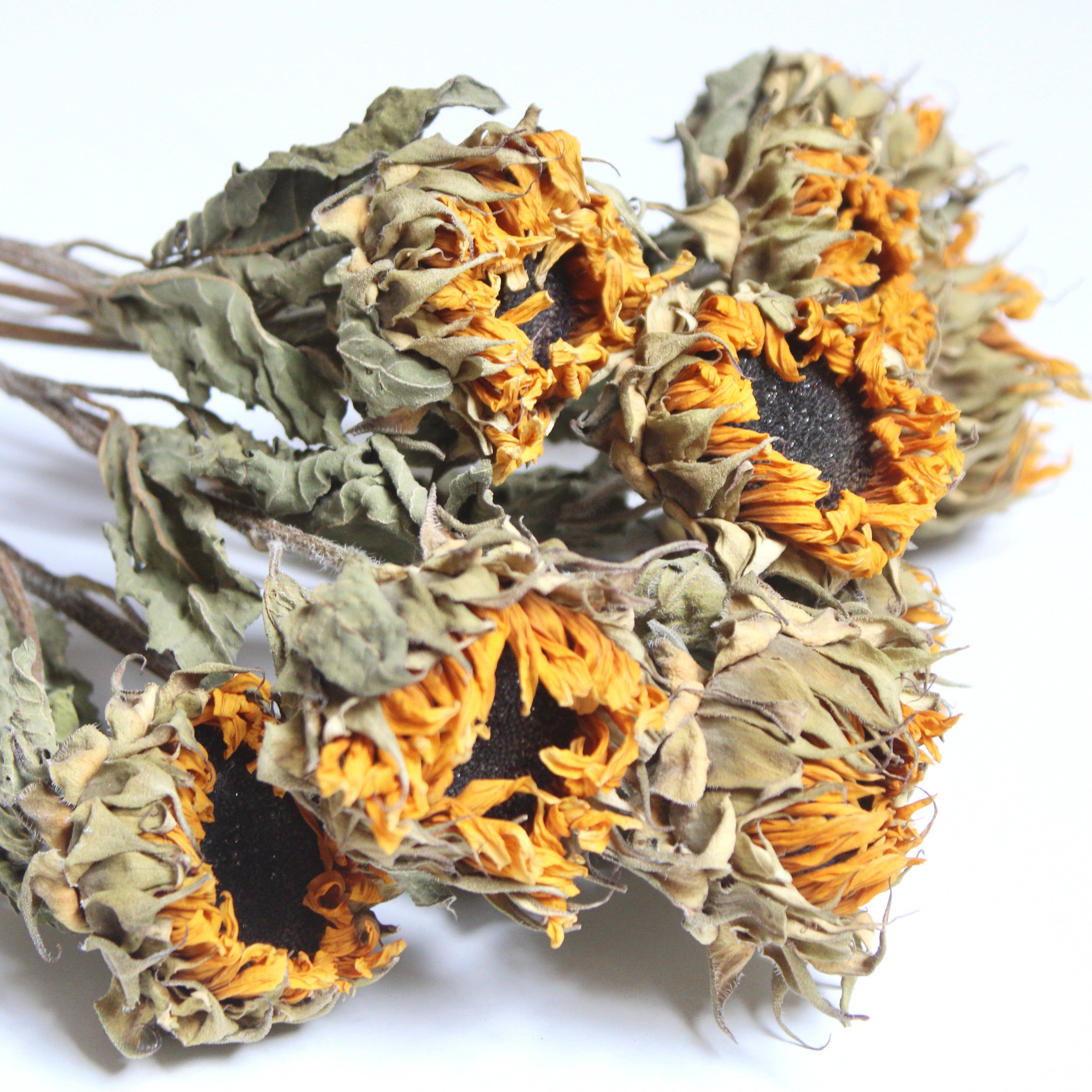 Natural Sunflowers - Dried (Mini) for wholesale on Faire1