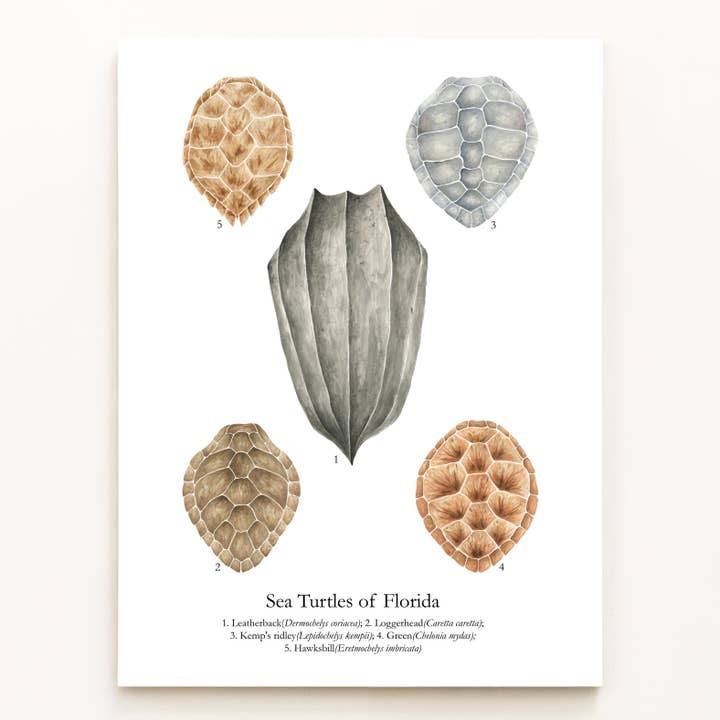 Sea Turtles of Florida for wholesale by Jess Vartanian Illustration & Design