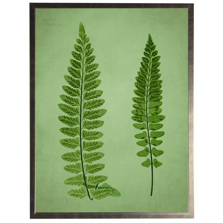 Grüne Farn-B-Illustration auf grünem Hintergrund in Used-Optik für den Großhandel von Antique Curiosities Inc