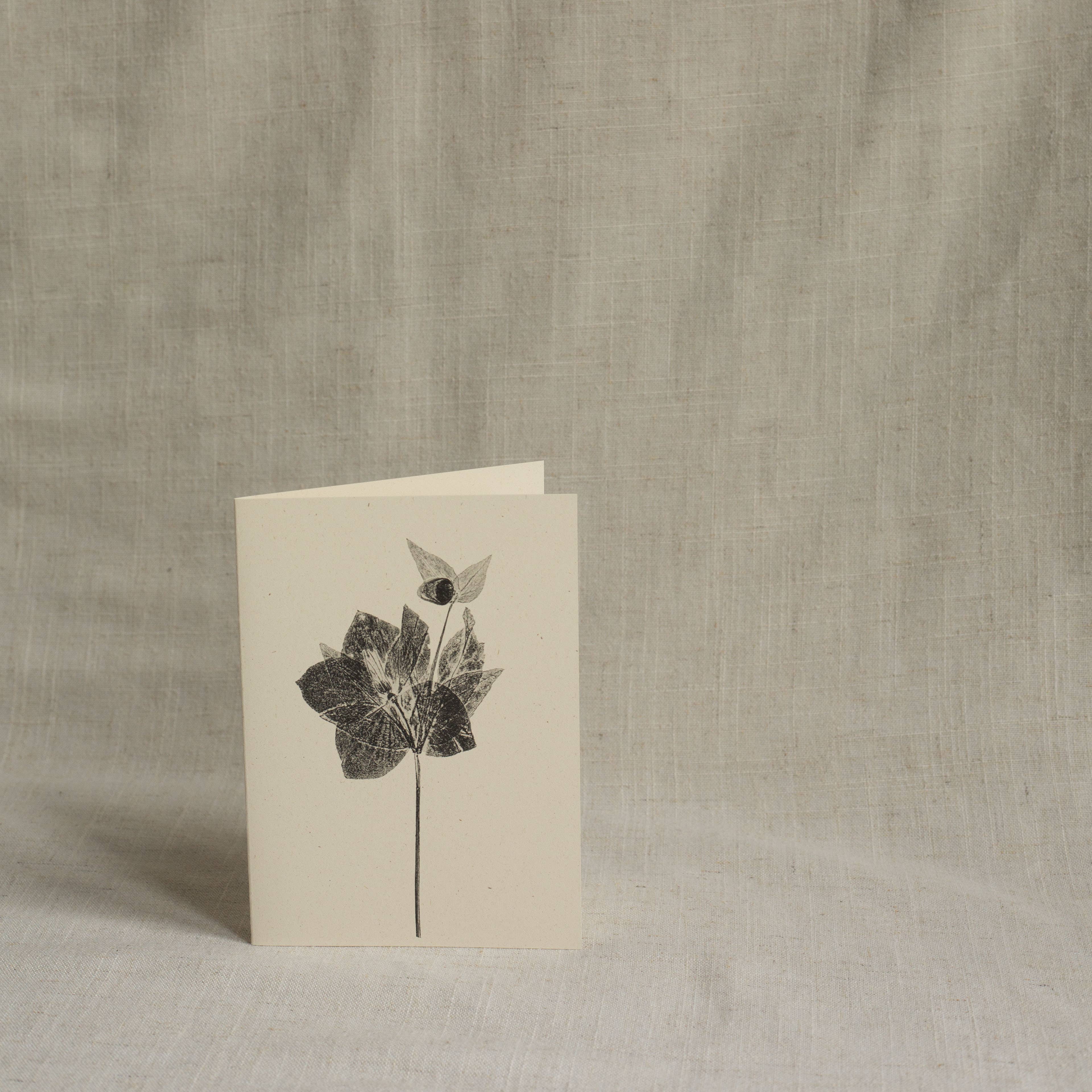 Alicia Breakspear - Wholesale Everyday Greeting Card - Hellebore Flower Greeting Card A6 Recycled Card 2