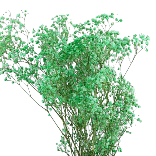 Concari.flores Preservadas - Wholesale Dried/Pressed Flowers - GYPSOPHILA/PRESERVED PANICULATA5