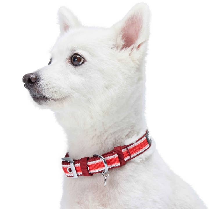 Blueberry Pet - Wholesale Pet Collar - Dog - 4 Colors, Sherpa Fleece Padded Dog Collar3