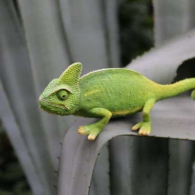 Hi-Line Gift Ltd. - Wholesale Outdoor Ornament/Decor - Cameleon Decorative Figurine for Garden