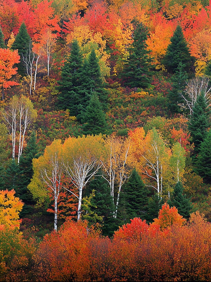 Paysages magnifiques - Le pinceau de Mère Nature - Œuvre d'art 8"x10" pour cadre 11"x14" pour la vente par Mowbi