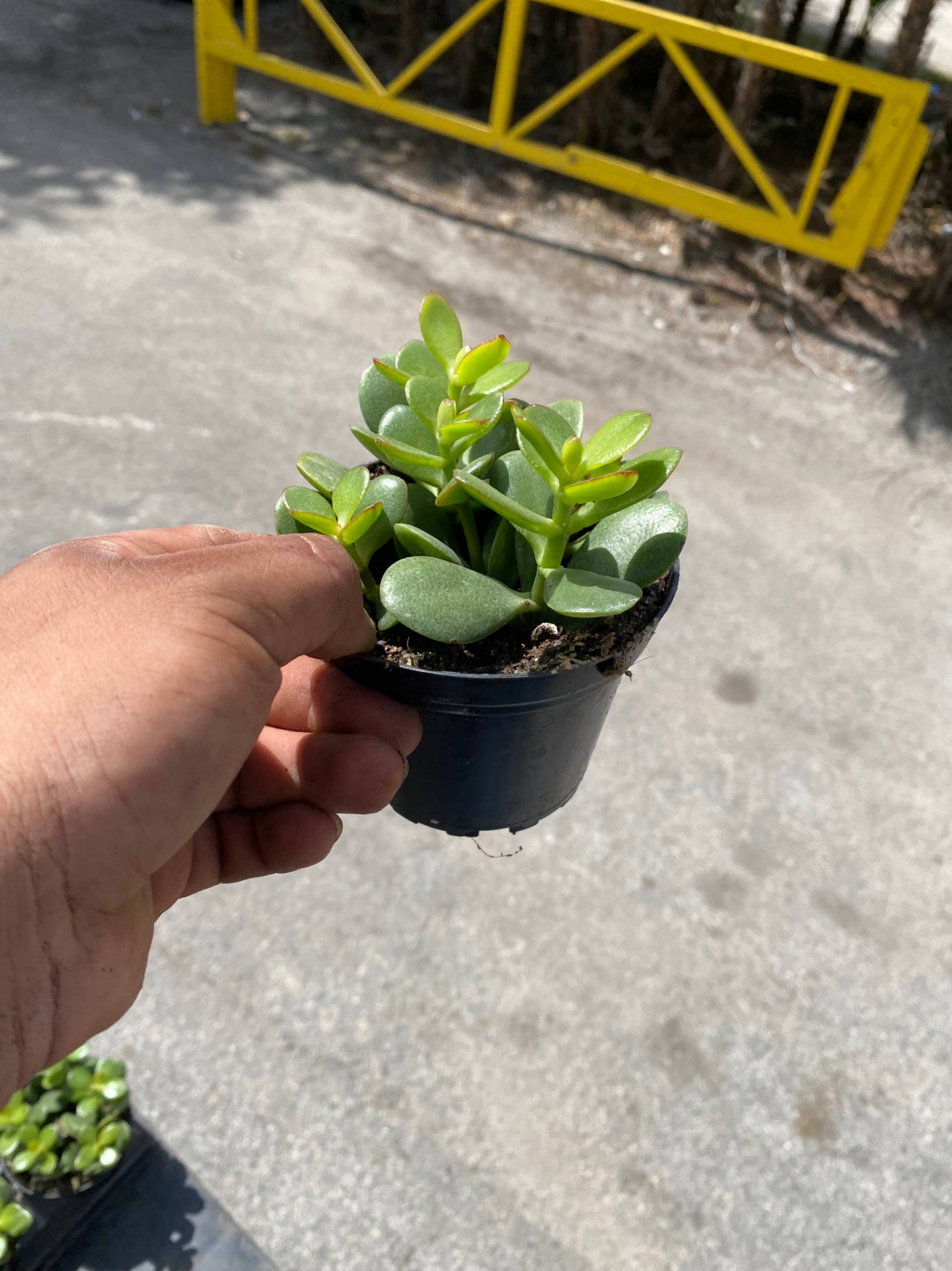 Triad Plants - Wholesale Succulent - 4" Succulents Crassula Jade0