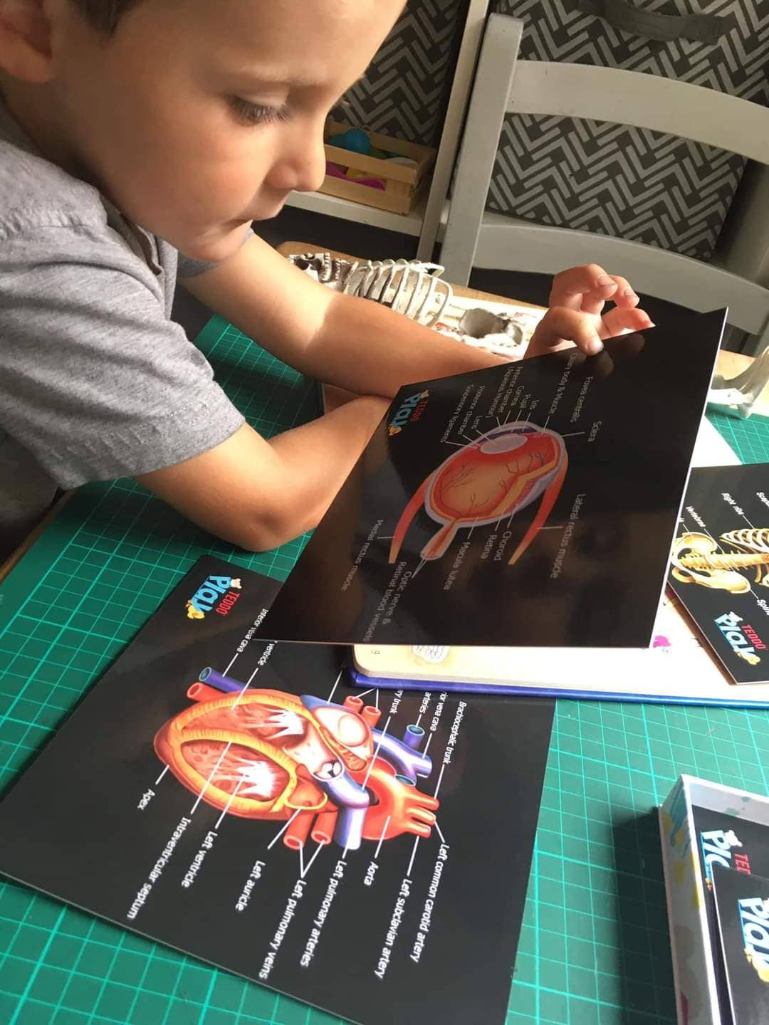 Teddo Play – Großhandel Lernkarten – Kind & Baby – Schließen Sie die pädagogischen Geschenke der menschlichen Anatomie+Werbegeschenke ab8