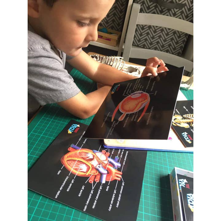 Teddo Play – Großhandel Lernkarten – Kind & Baby – Schließen Sie die pädagogischen Geschenke der menschlichen Anatomie+Werbegeschenke ab8