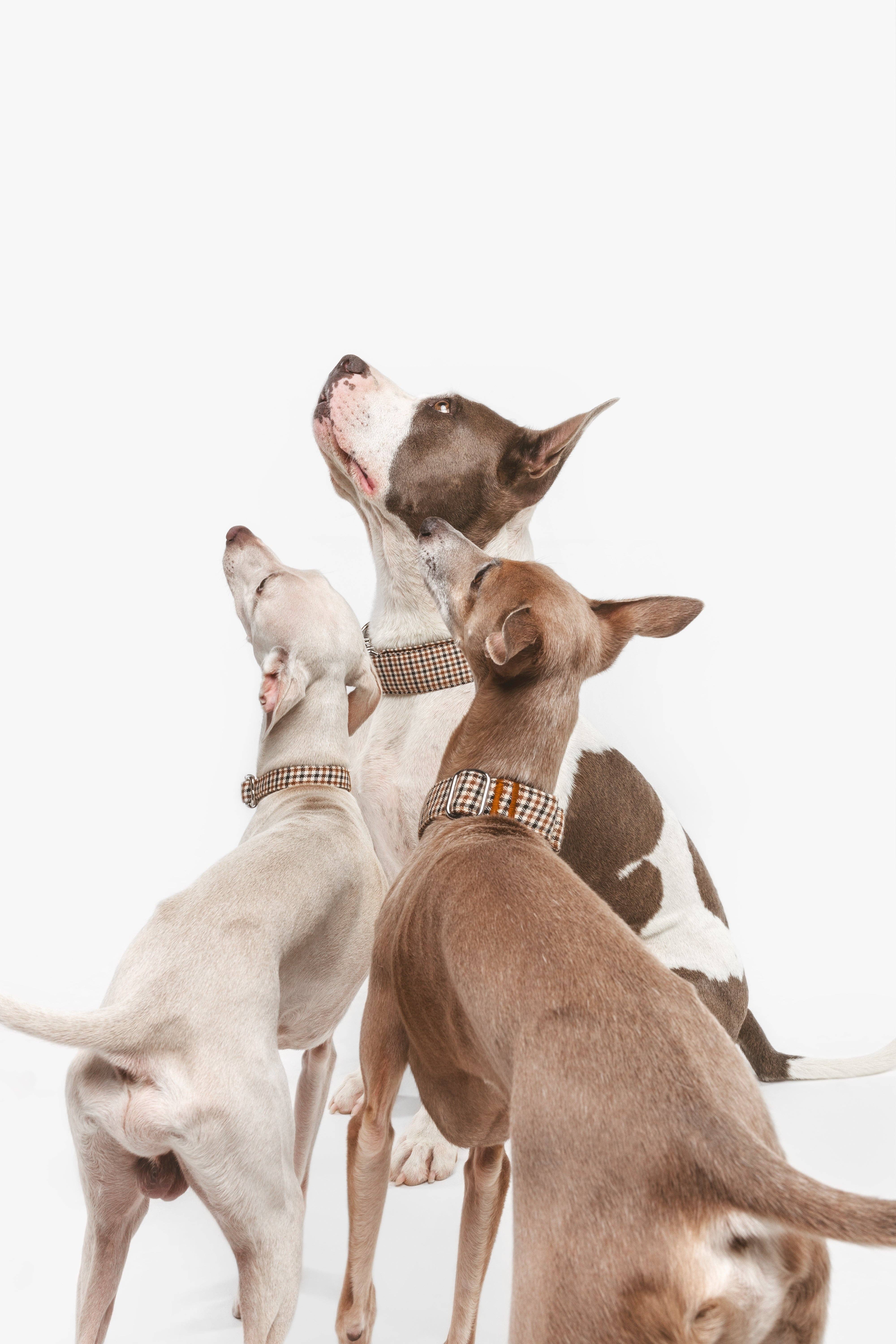 B de Bruno - Wholesale Pet Collar - Dog - Click Romeo necklace2