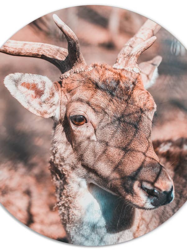 Muurcirkel deer bright for wholesale by Label2X B.V.