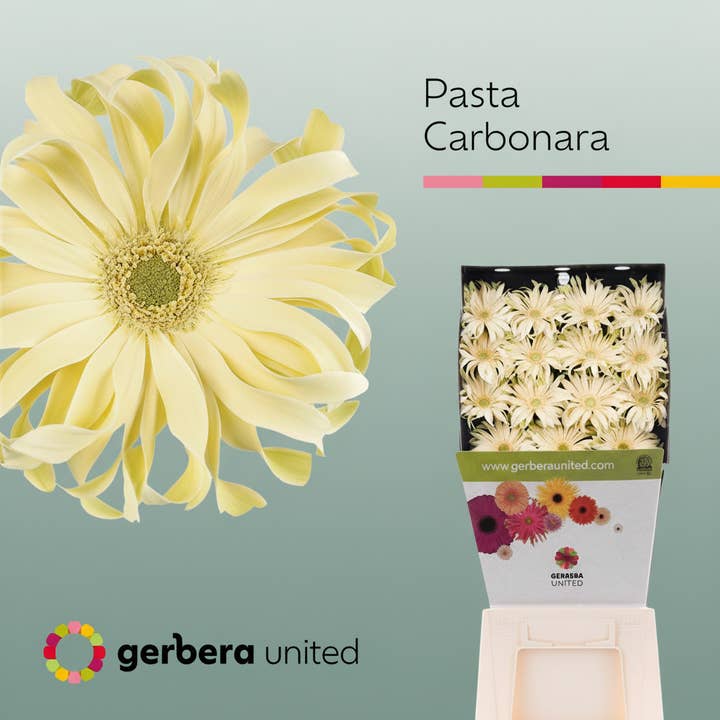 Gerbera Pasta Carbonara for wholesale by All Occasions Wholesale