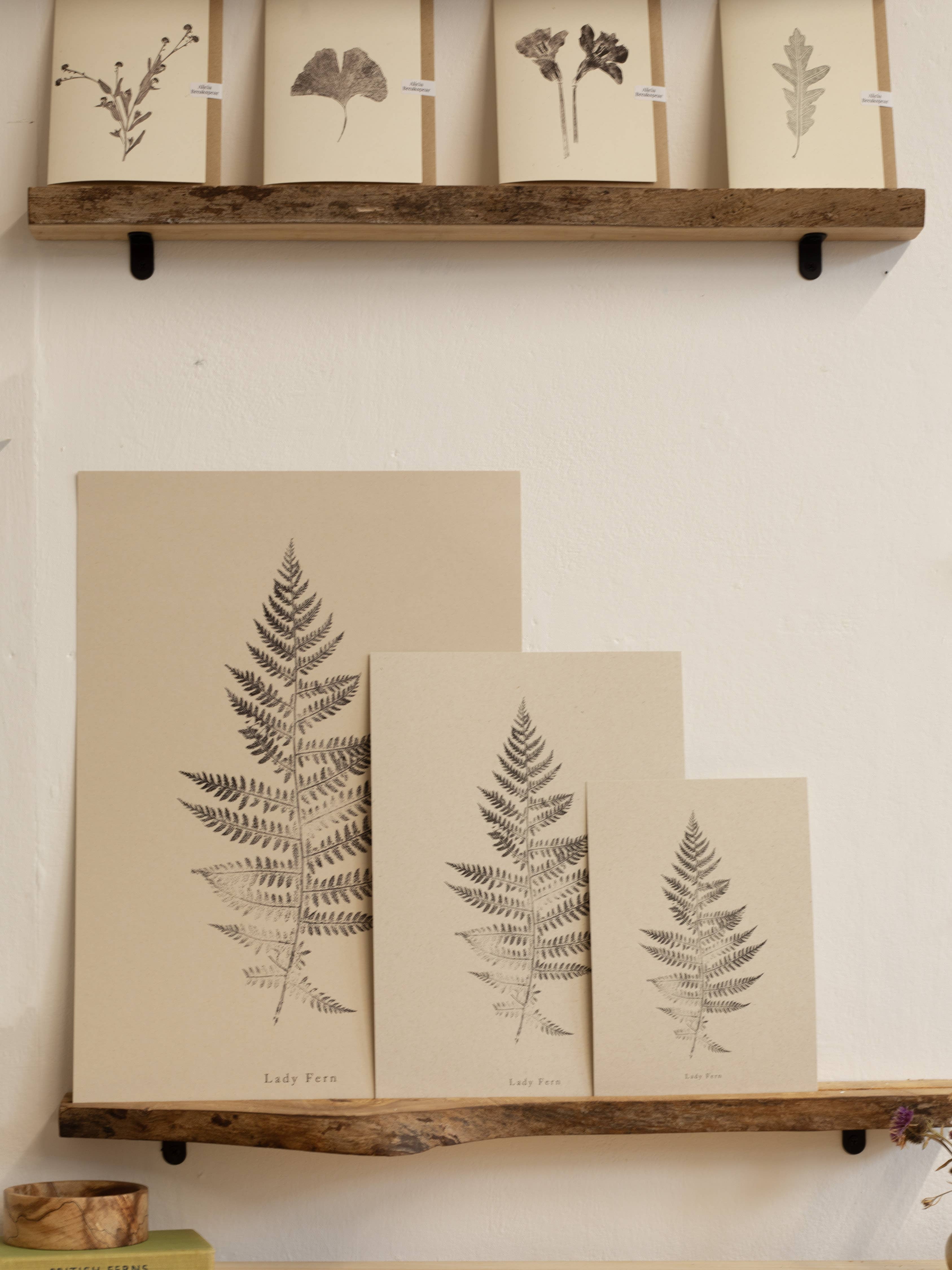 Alicia Breakspear - Wholesale Art Print - Fern Print - Botanical Art Print A5 A4 A3 Lady Fern 1