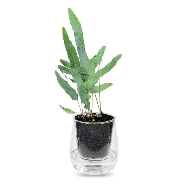 CUP O FLORA® - Wholesale Plant Pot - Large Self-watering Planter
