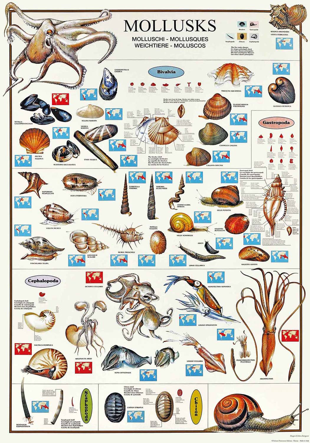 San Lorenzo Design - Wholesale Poster - Vintage Art Posters, Instituto Fotochromo Italiano, Classic88