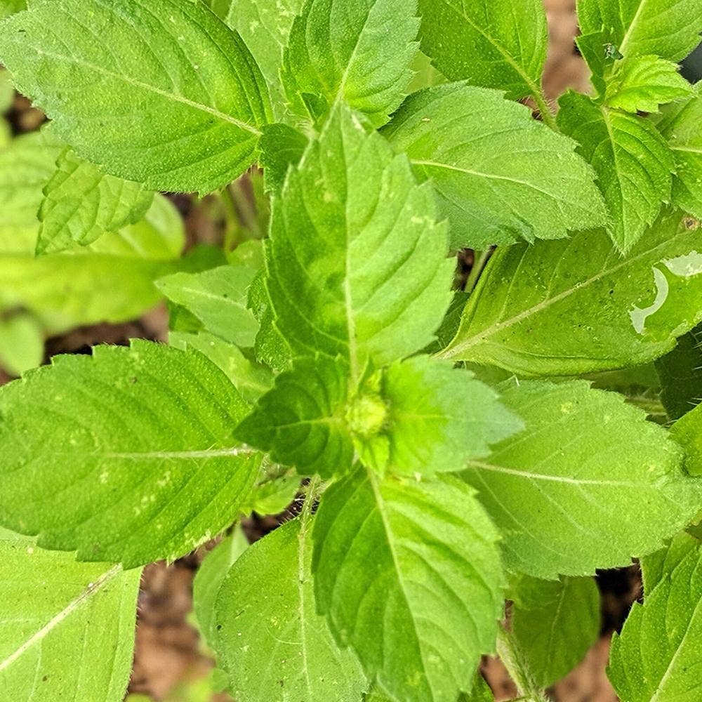 Sow True Seed - Wholesale Plant Seeds - Basil Seeds, Tulsi - Kapoor2