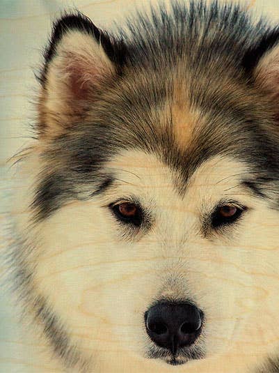 TRÄKORT DJUR HUSKY SLÄDHUND för wholesale av Hironwoods