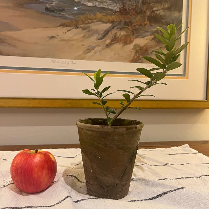 Sunrise Topiaries - Wholesale Live Plant - Live Arbequina Olive Tree in 4 Inch Pot