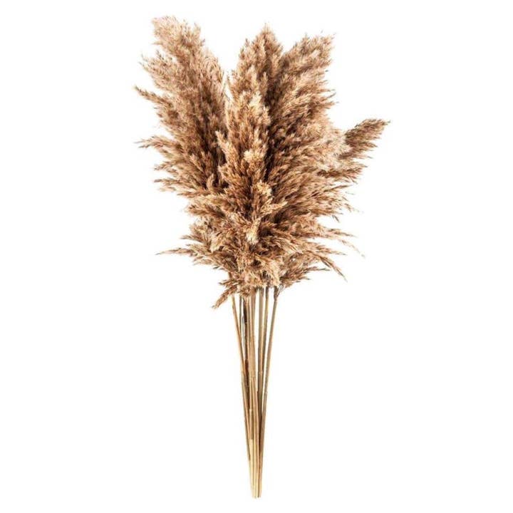 Treasure Hunt Amsterdam - Wholesale Dried/Pressed Flowers - Pampas Plumes pampas grass PAMPAS 5 pieces | Dried flowers