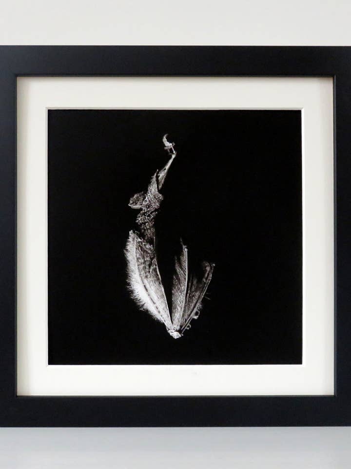 Hanging Bat Art Print in a Black Eco Friendly Frame for wholesale by Drawing In Dark