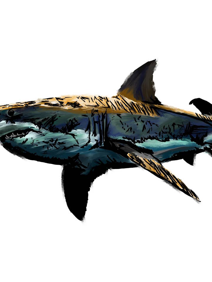 Imprimé requin pour la vente par Third Wolf Designs