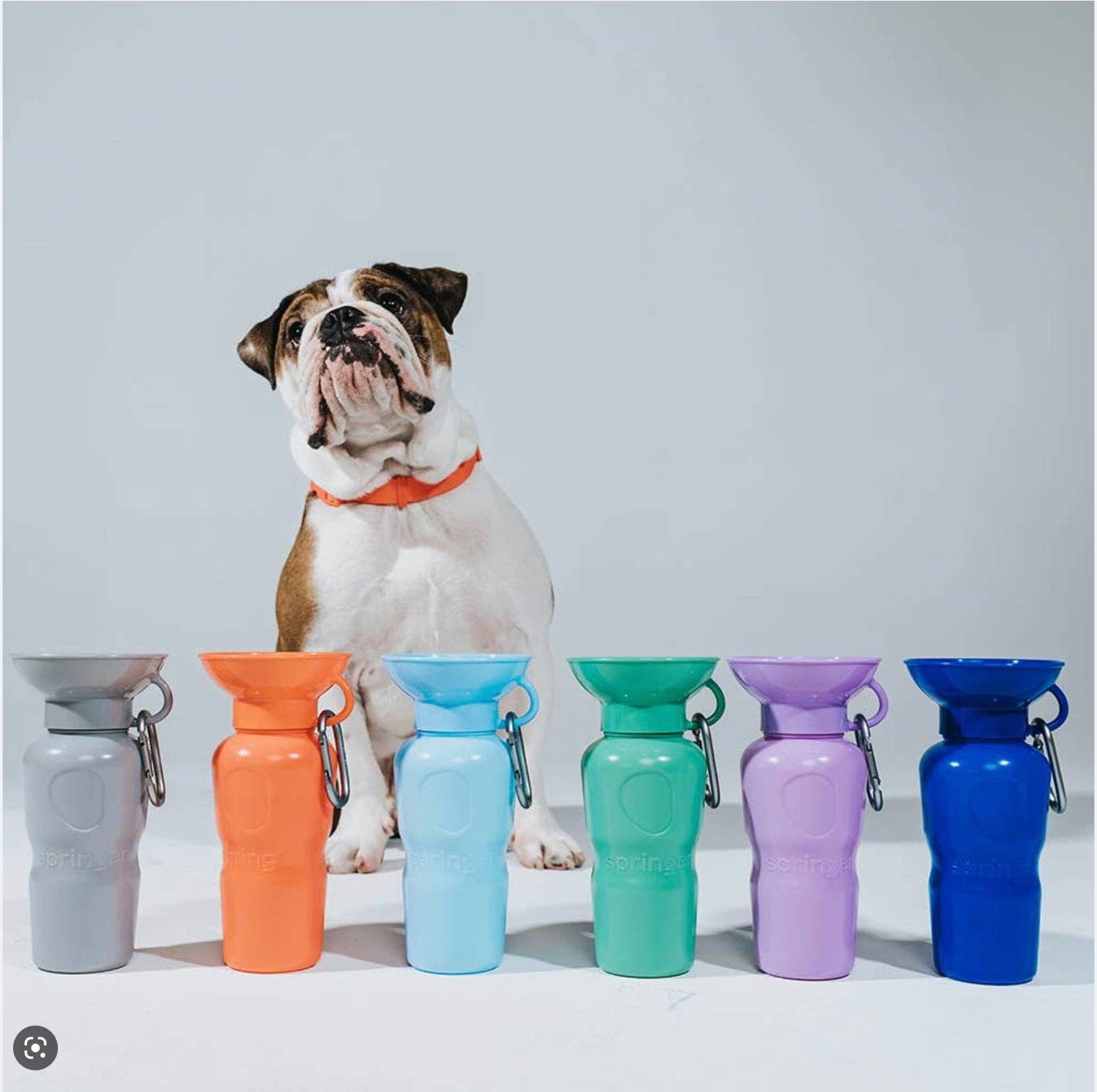 My Pawchella – wholesale Pet water bottle – Dog – Springer Water Bottle8