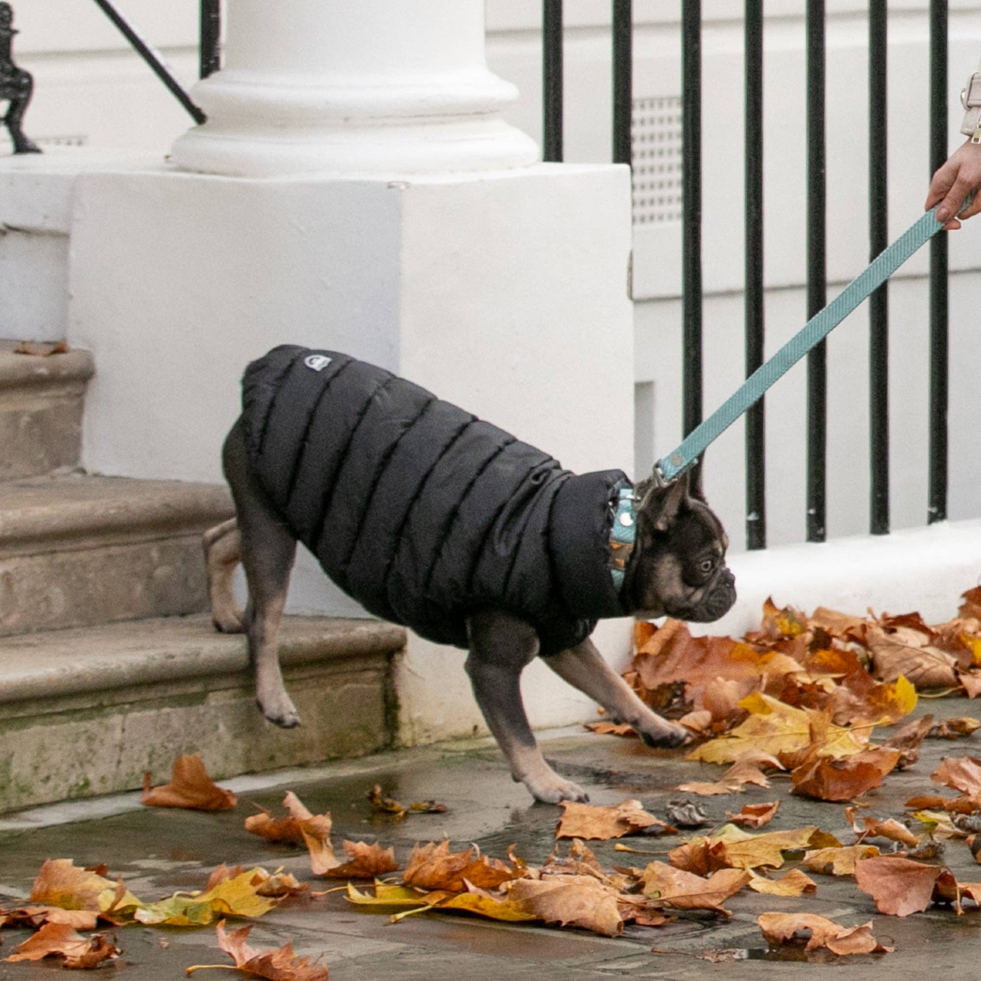 Hugo & Hudson – wholesale Pet collar – Dog – Tweed Metal Buckle Dog Collar - Aqua Herringbone6