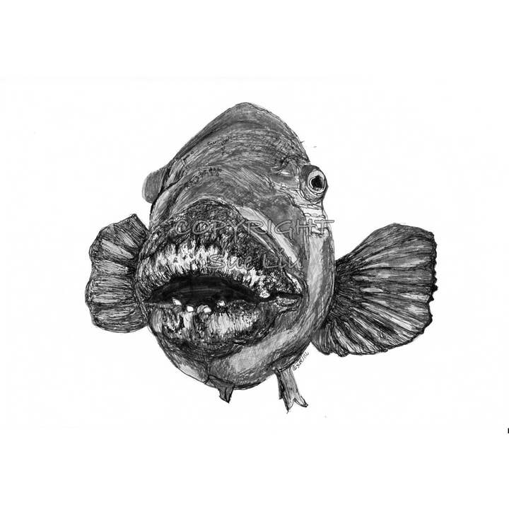 Blue Groper - Meg the Blue Groper for wholesale by @wildcardsue