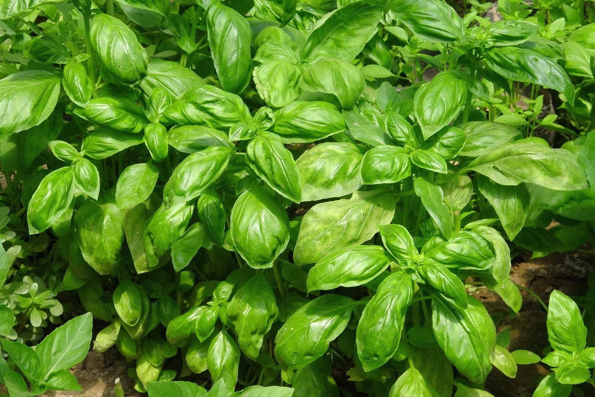 Sow True Seed - Wholesale Plant Seeds - Basil Seeds, Italian Large Leaf1