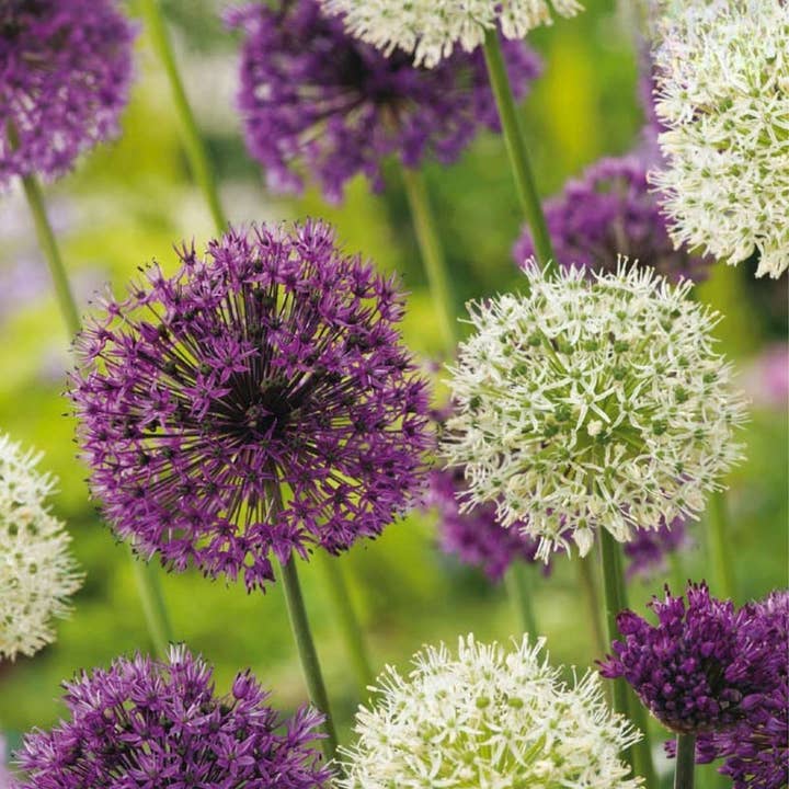 Oasis of Life - Wholesale Plant seeds - Allium bulbs – 15 flower bulbs – Purple & White mix – Flower bulbs for garden & bed – Ornamental garlic with purple and white flowers – Hardy spring bloomers5