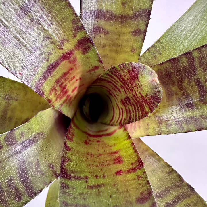 The Artizan Way - Wholesale Live Plant - Neoregelia Zeus - Live Bare Root Plant