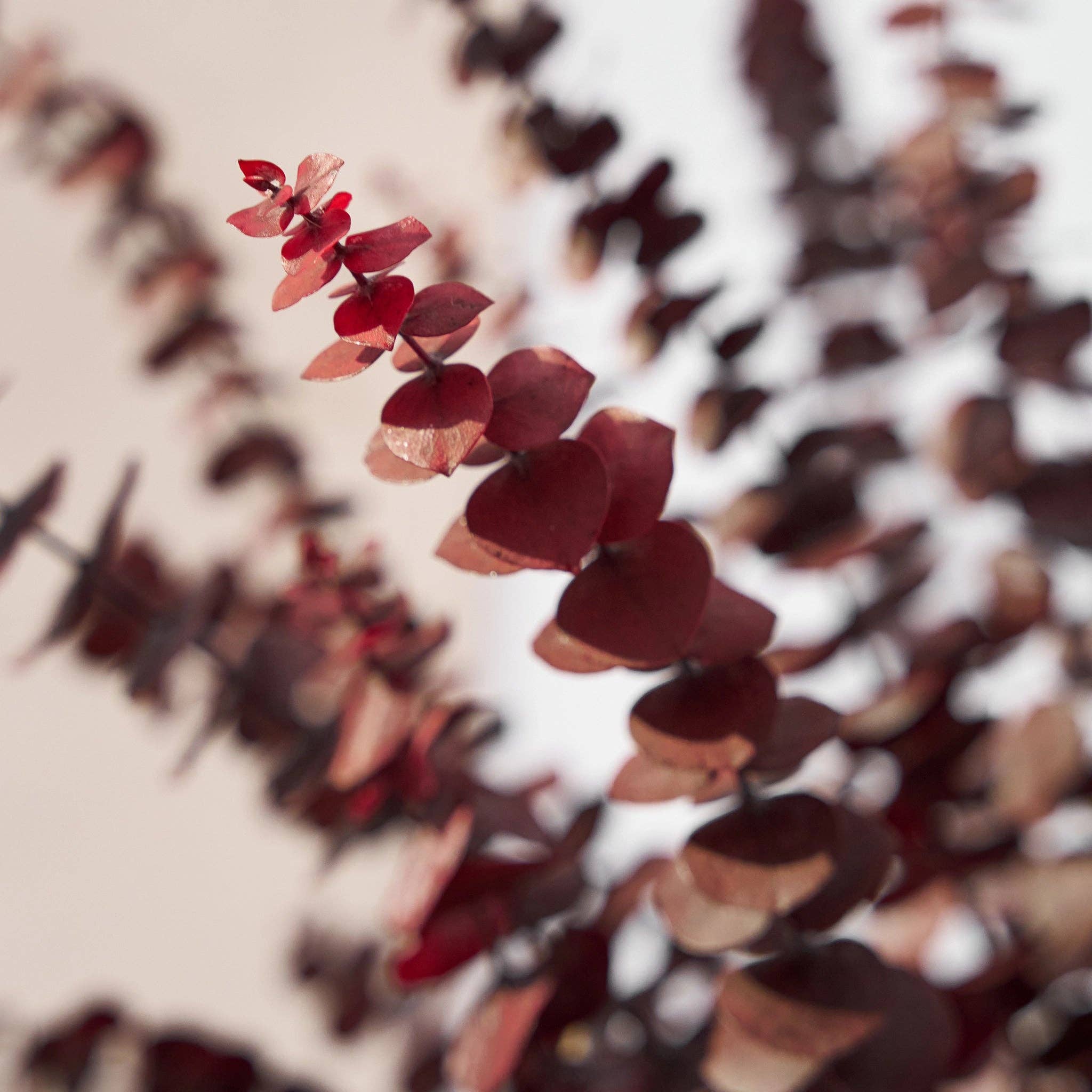 Maia Shop - Venta al por mayor Plantas artificiales - Árbol Eucalipto Preservado Baby7