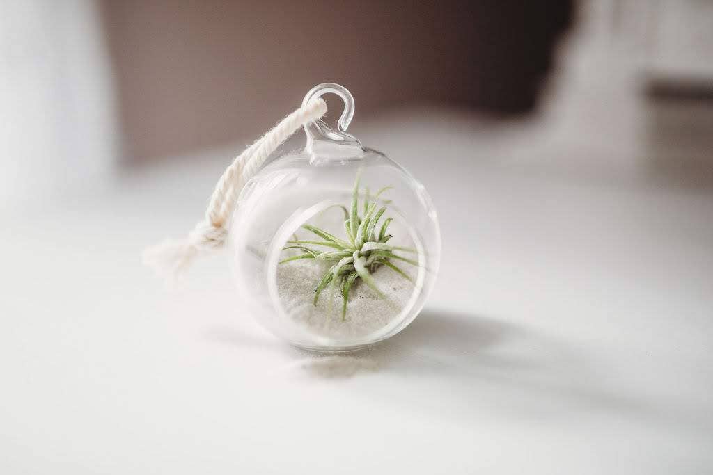 The Simply Crafty Shop - Wholesale Terrarium - Mini Orb Air Plant Terrarium Kit - Semi-Precious Stone1