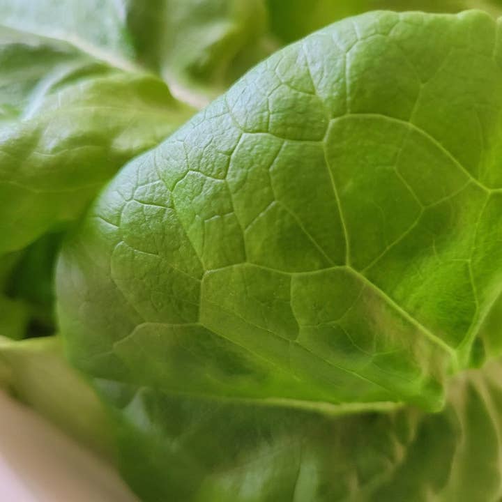 Verdant Hydroponics – wholesale Plant seeds – Hydroponic Salad Growing Kit2